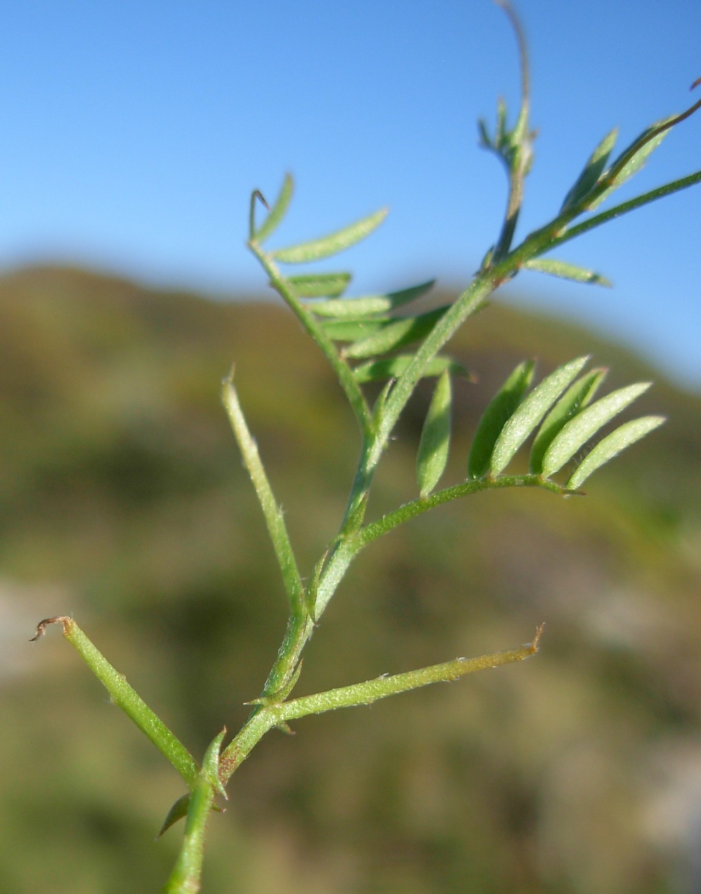 Ervum tetraspermum (=Vicia tetrasperma) / veccia a quattro semi